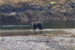 Sitka brown bear drowned in July during state-run research project