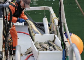 Neets Bay Hatchery in Southeast Alaska opens first chum fishery in nearly a decade