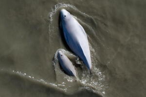 3 dead belugas seen days apart in Cook Inlet. It’s common, researchers say.