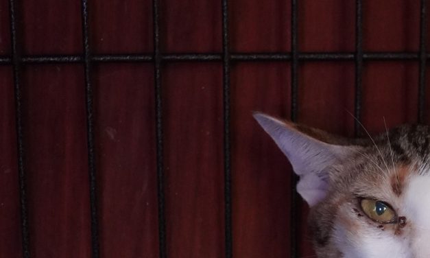 Vietnamese police arrest 12 suspected of prowling city streets at night, snatching cats for meat