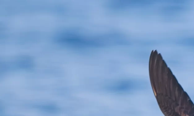 Even birds get jet lagged, study shows