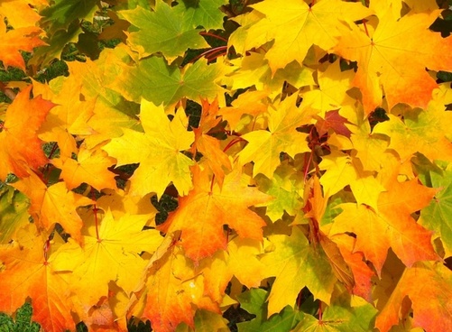 Fall Fundraising Events this Weekend